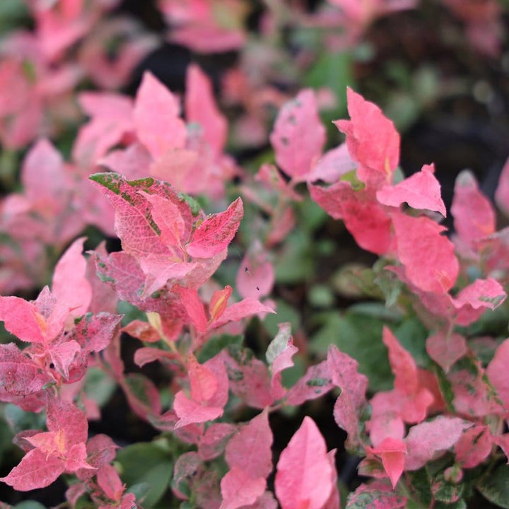 Afin variegat - Vaccinium corymbosum 'Flamingo'