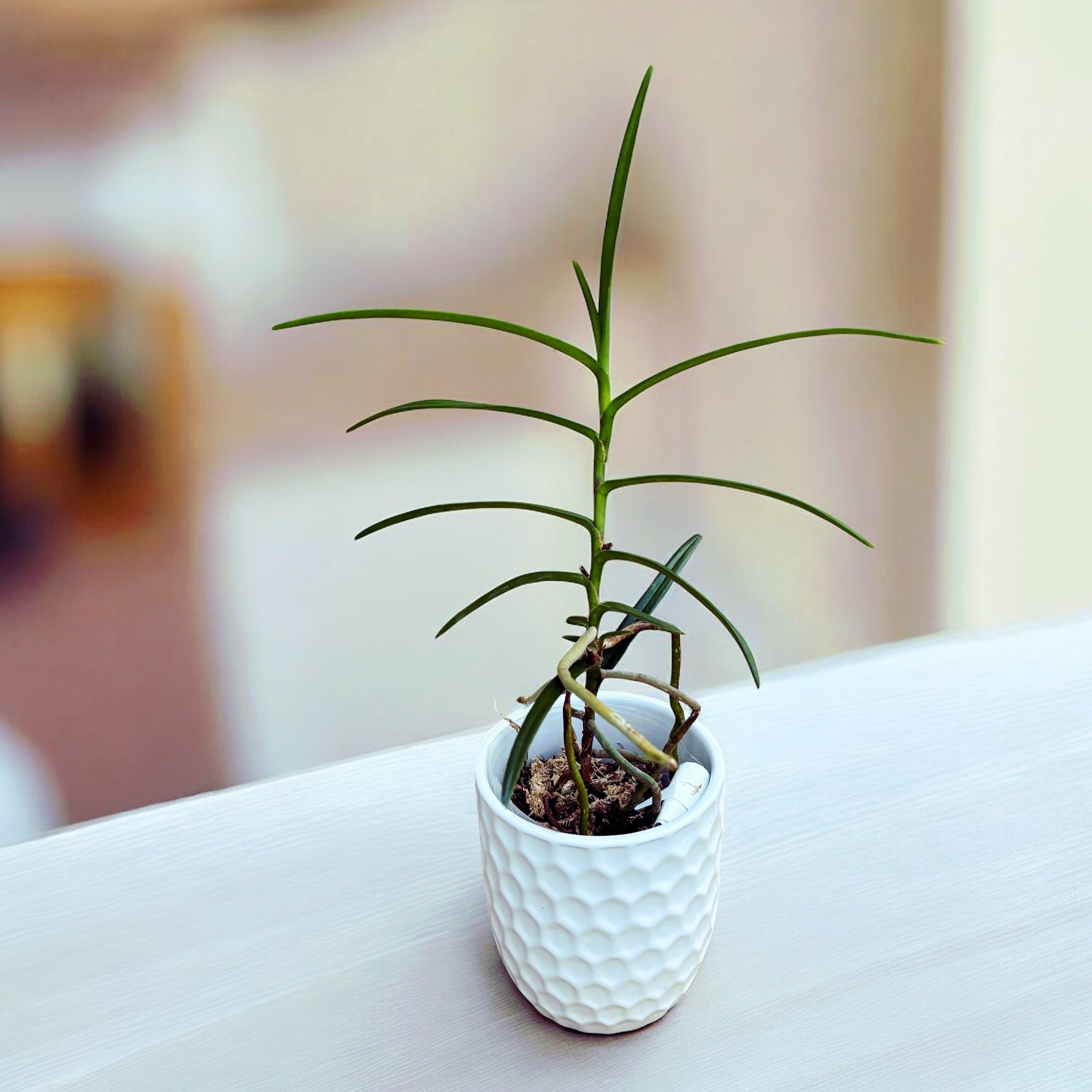 Vanda christensoniana (Ascocentrum christensonianum) - fragrant