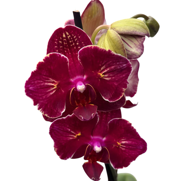 Phalaenopsis I-Hsin Claire '(Peloric - Butterfly)