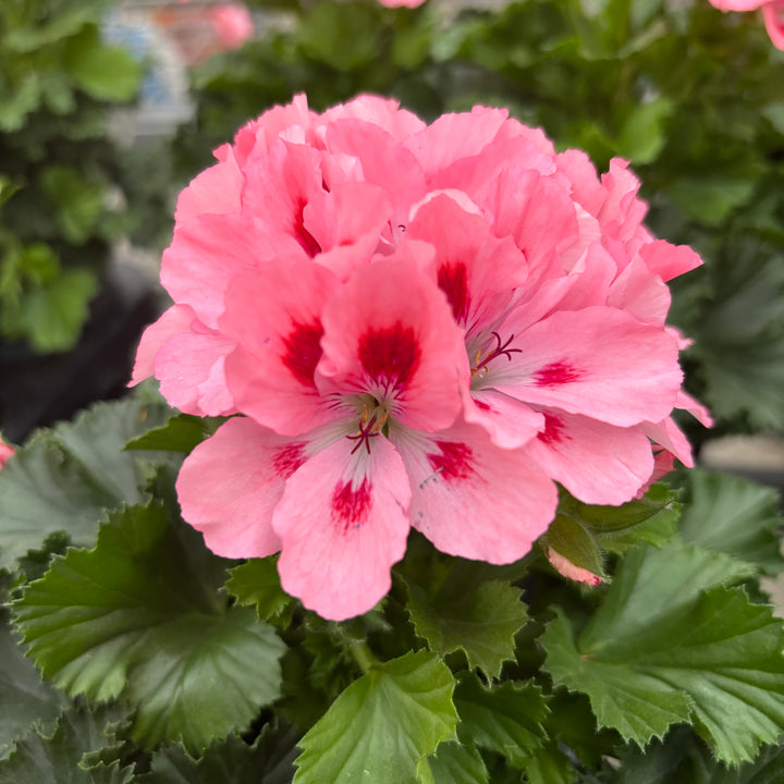 Pelargonium grandiflorum 'Don Flamingo'