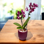 Phalaenopsis Black Aiyah - flori pelorice 3lips