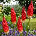 Kniphofia 'Amazing Fun' (fleur torche)