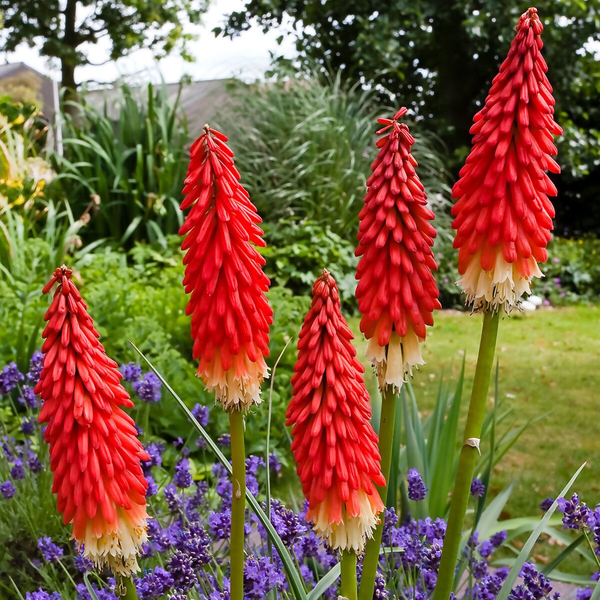 Kniphofia 'Amazing Fun' (floarea faclie)