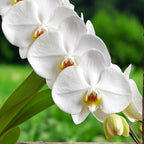 Phalaenopsis Sogo Yukidian 'V3' (Witte Florious) - XXL bloem