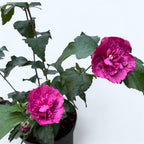 Hibiscus syriacus ‘Ruby Chiffon’ flori duble - exemplare XL