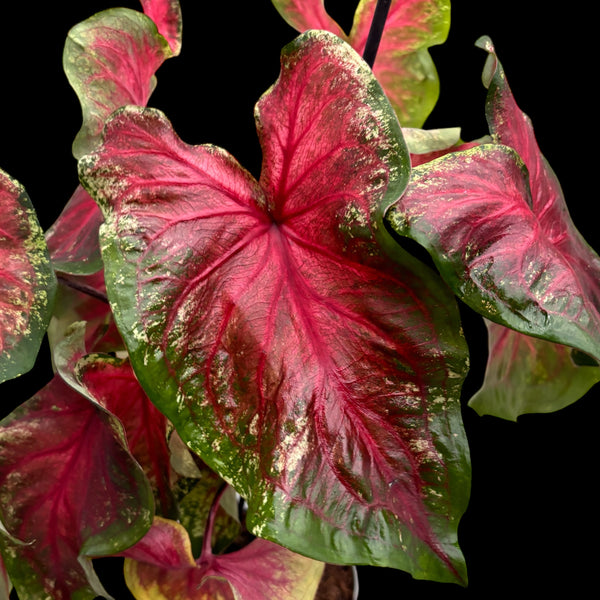 Caladium ‘Flatter Me’