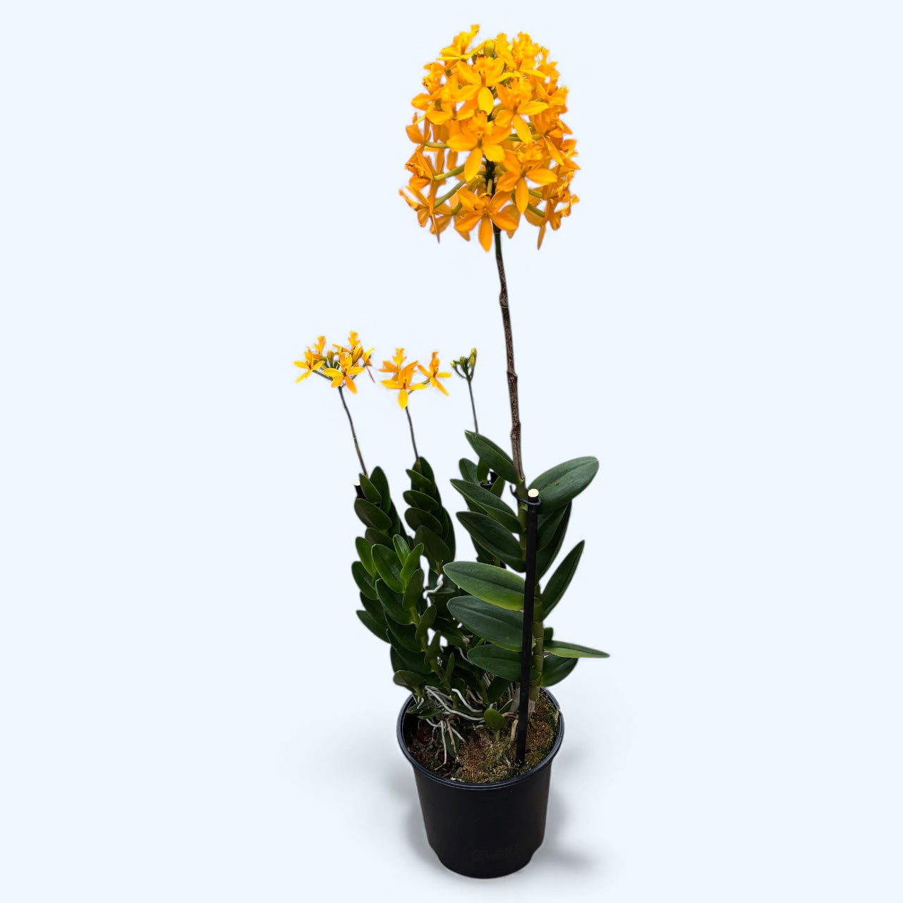 Epidendrum radicans 'Yellow' XL