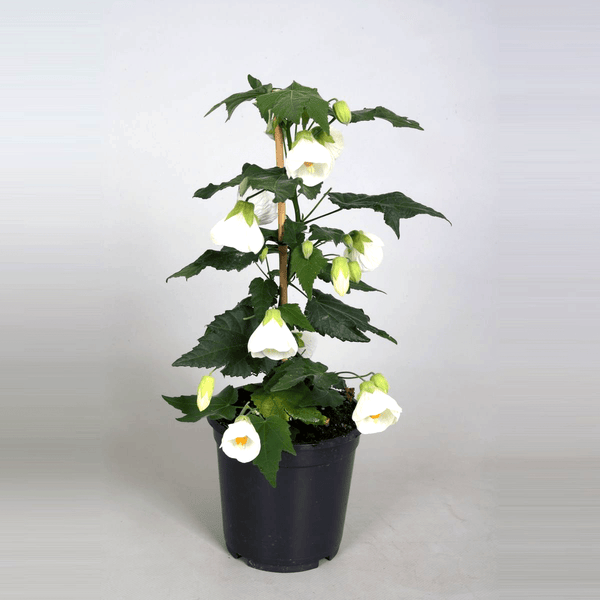 Abutilon 'White' (Maple flower)