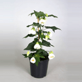 Abutilon 'White'  (Floarea artar)