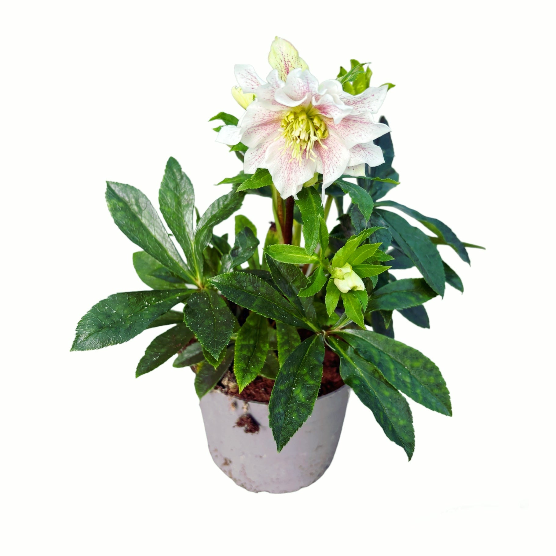 Helleborus orientalis Pretty Ellen Pink (Spanz) D12