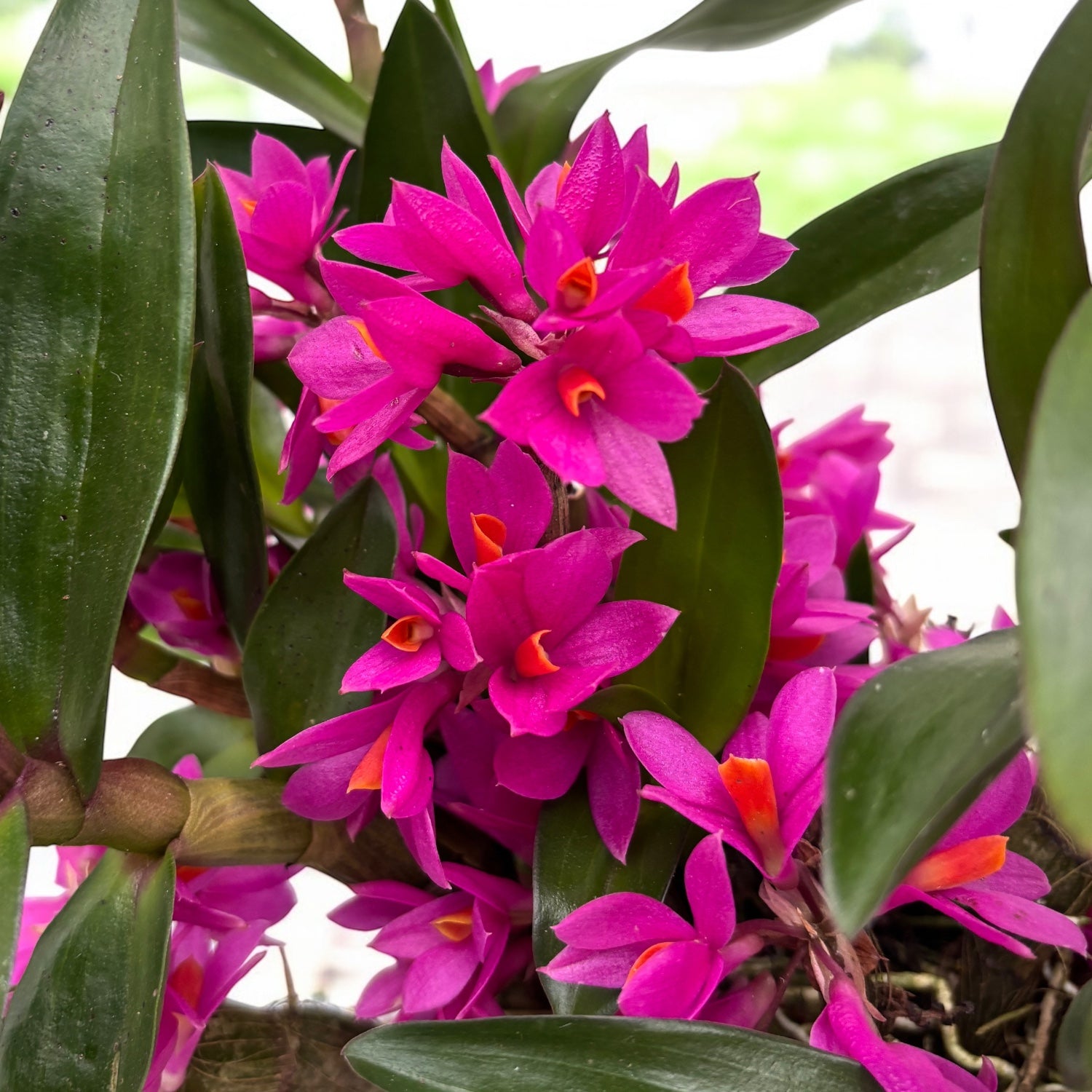 Dendrobium Hibiki (D. bracteosum x D. laevifolium) - developed specimens