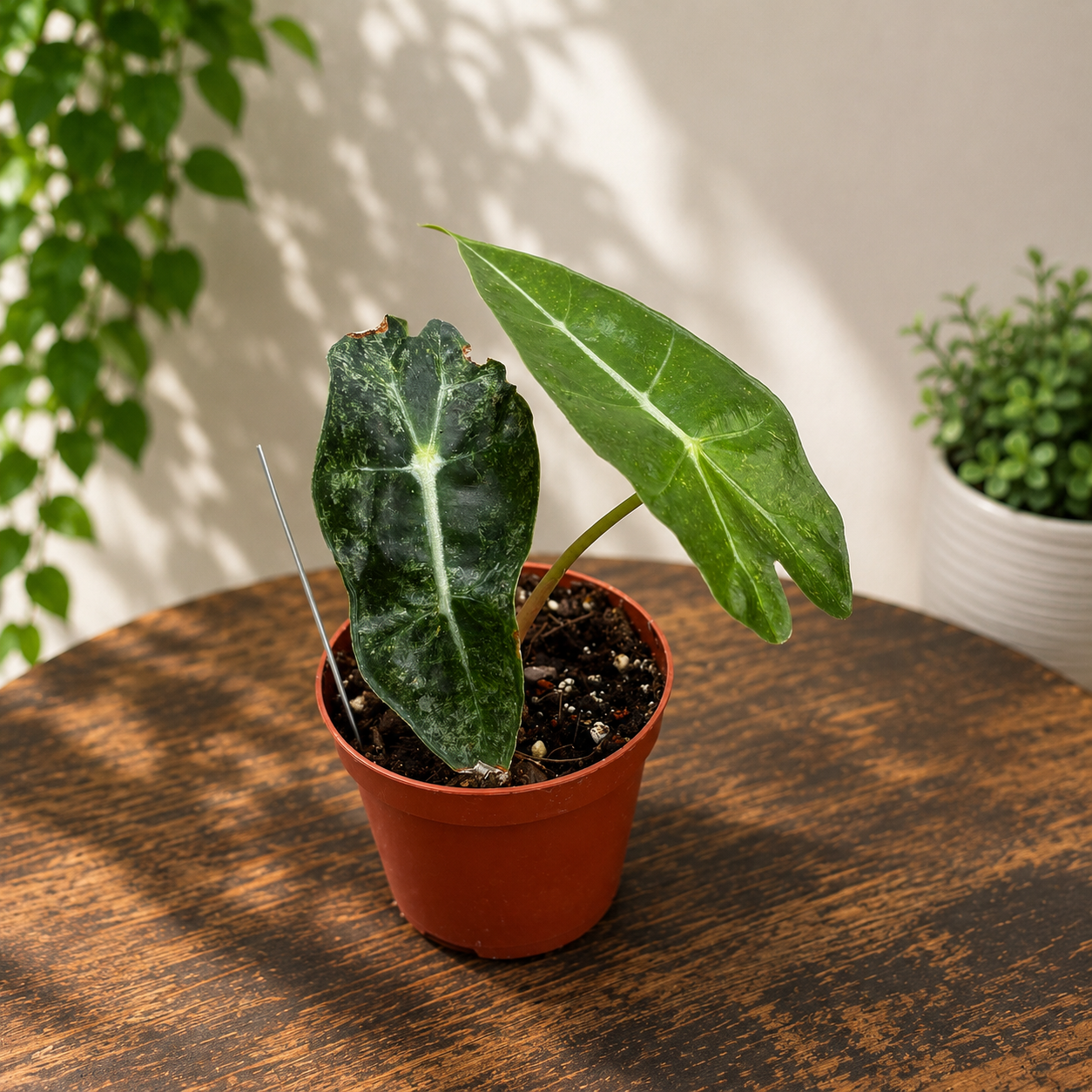Alocasia 'Polly' Variegata
