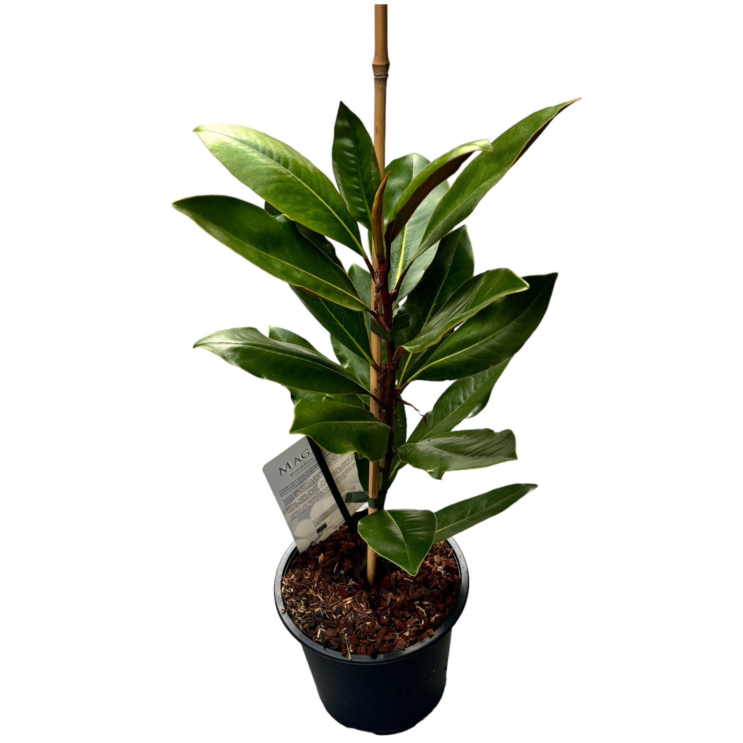 Magnolia grandiflora - foliaj vesnic verde, flori parfumate