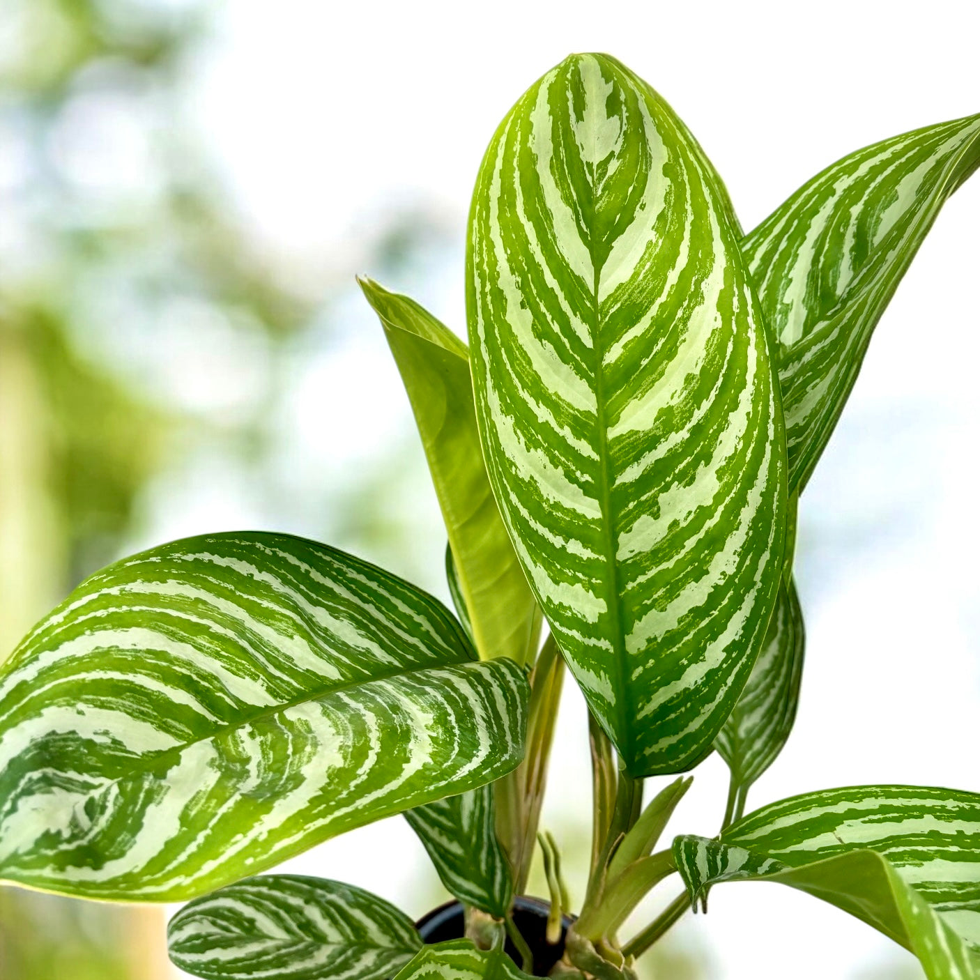 Aglaonema ‘Stripes’ - exemplare XL