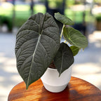 Alocasia Maharani (Šedý drak) – tropický klenot s hebkými listami