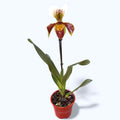 Paphiopedilum mezcla híbrida USA