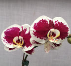 Phalaenopsis Gan Lin Pearl