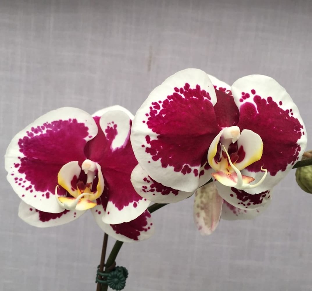 Phalaenopsis Gan Lin Pearl
