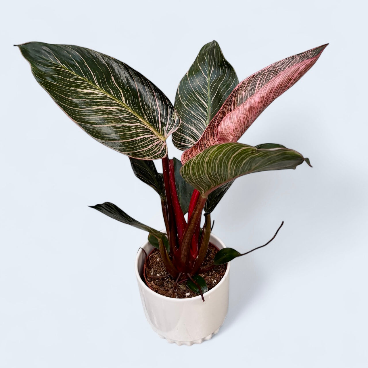 Philodendron ‘Pink Birkin’ – frunzis exotic in dungi roz spectaculoase