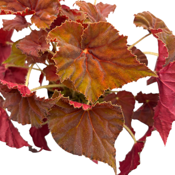 Begonia Amber Love