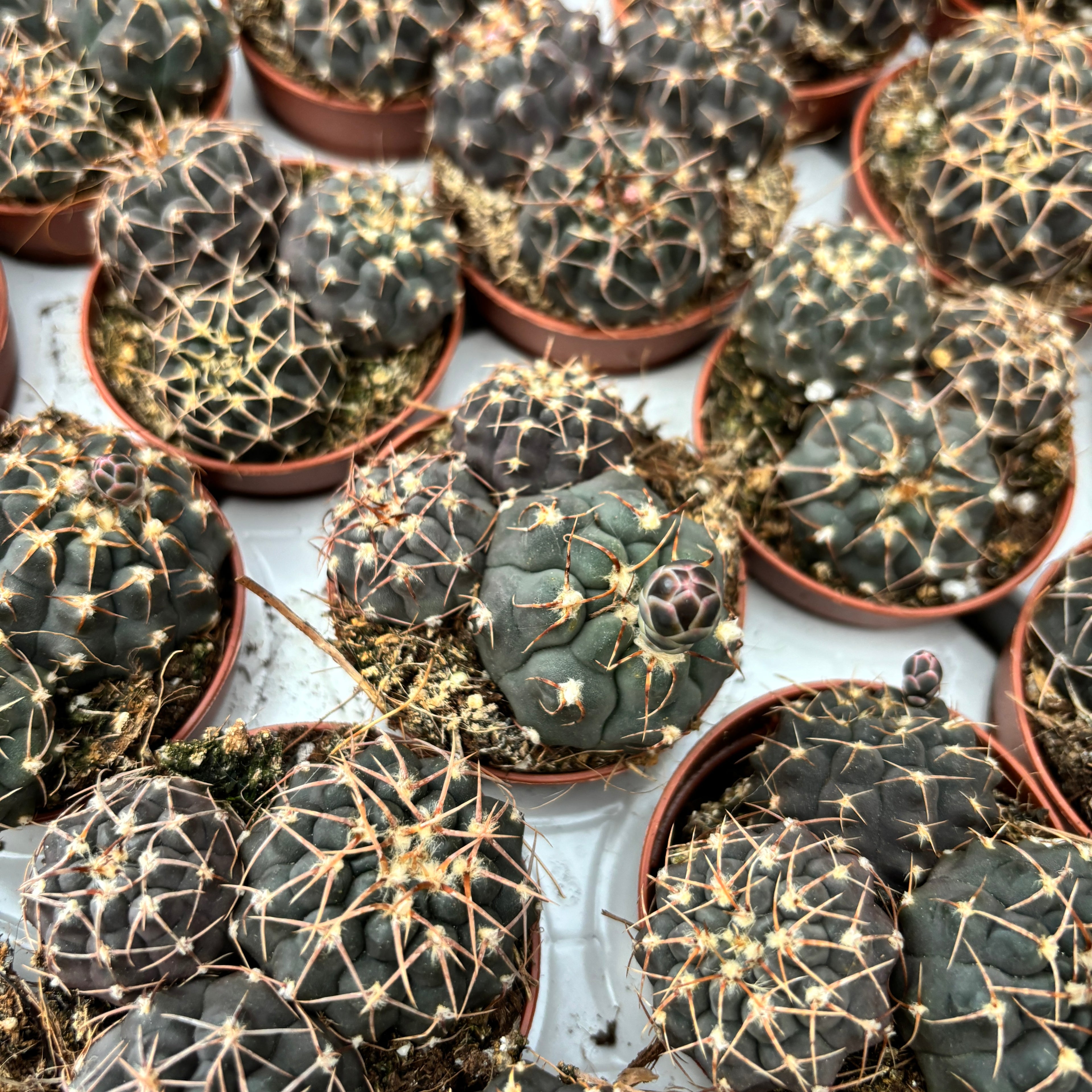 Gymnocalycium ragonesei