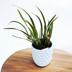 Maxillaria variabilis var. red - parfumata