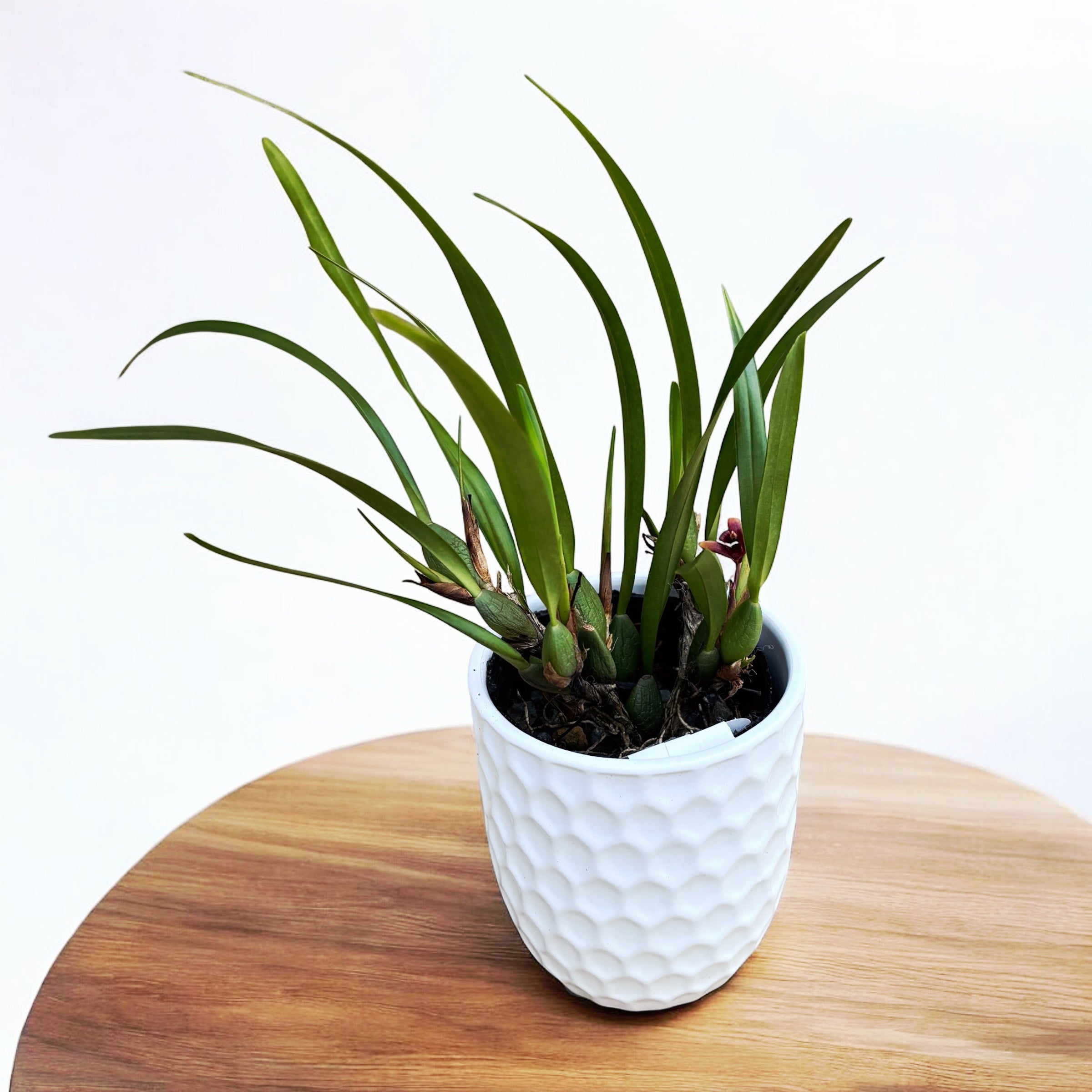 Maxillaria variabilis var. red - parfumata