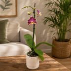 Phalaenopsis Pinif (Phal. Long Pride Flash)