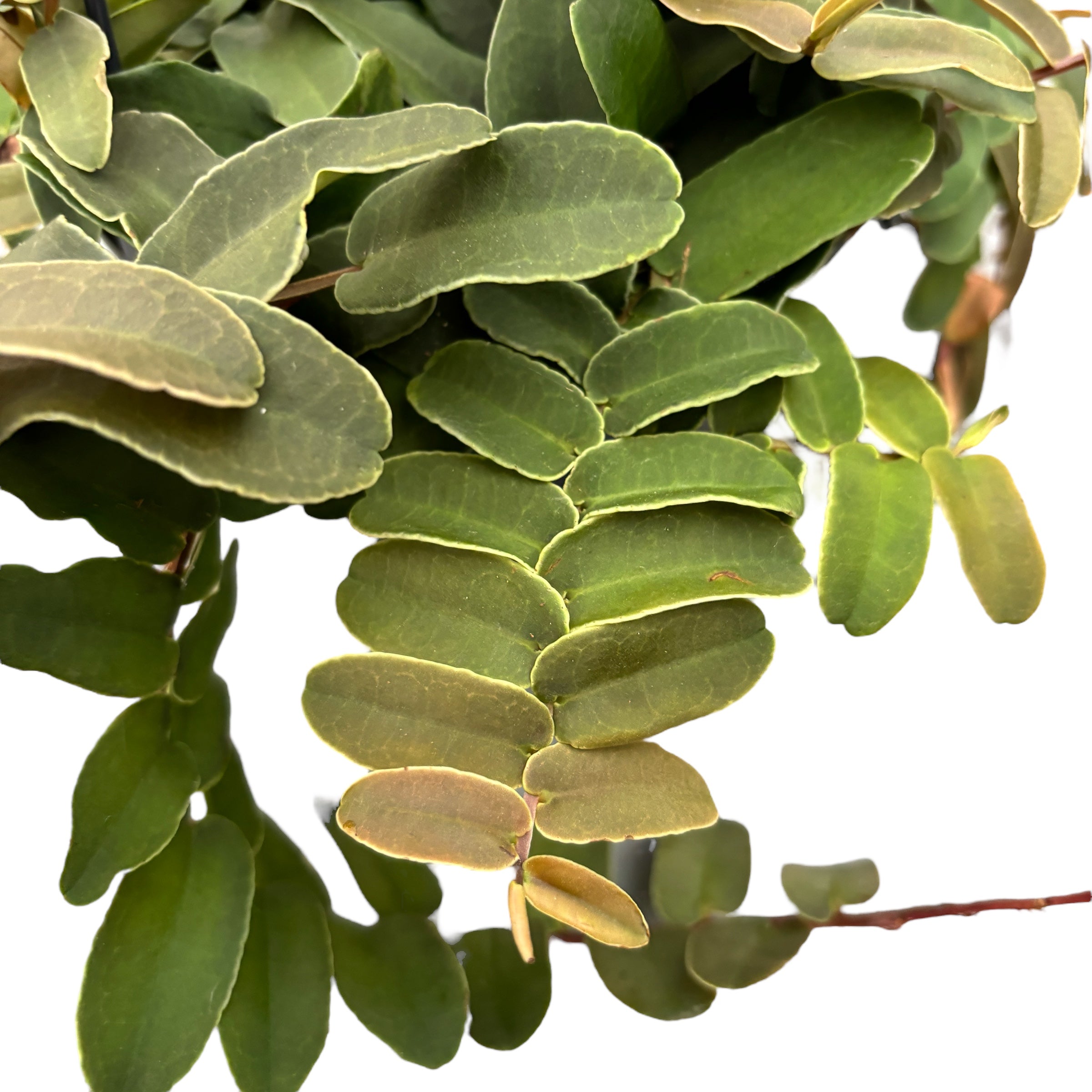 Marcgravia umbellata D8