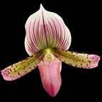 Paphiopedilum Maudiae 'Red'