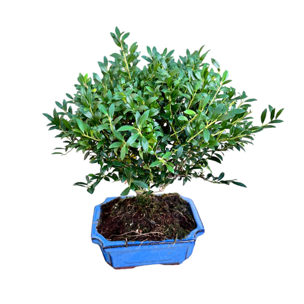 Bonsai-Ilex