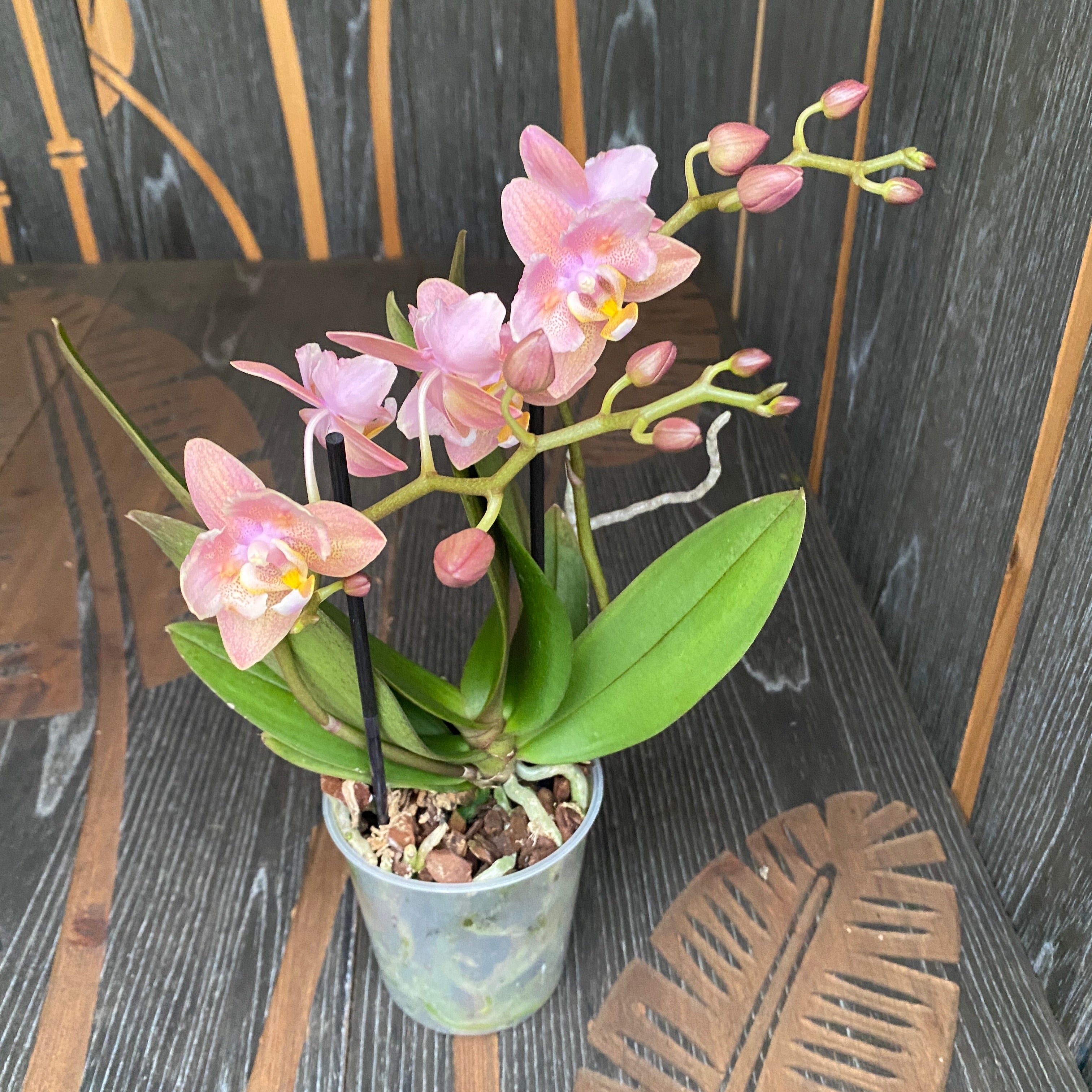 Phalaenopsis Summerion - flori pelorice si parfumate