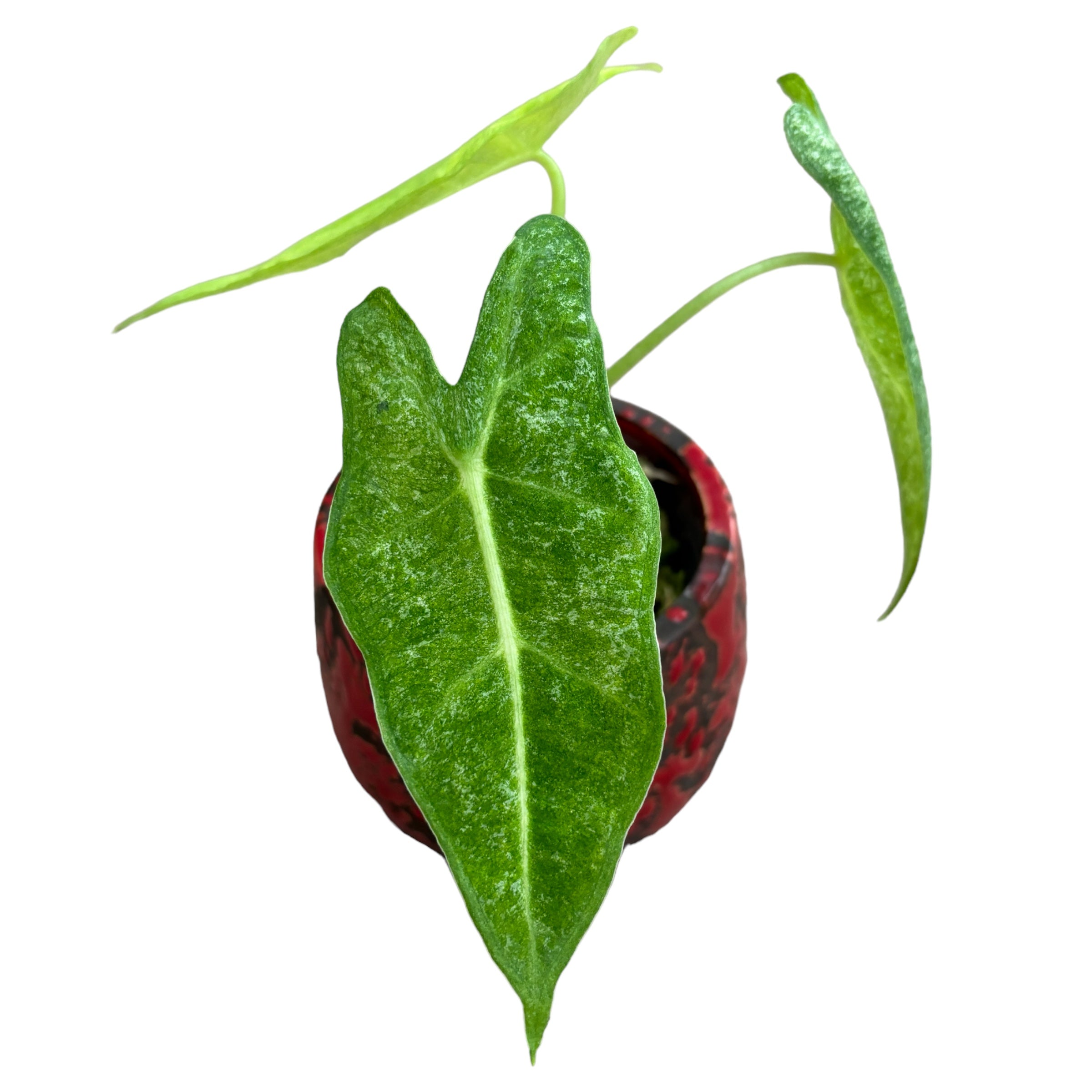 Alocasia micholitziana 'Frydek Variegata' (mint/mottled variegation)