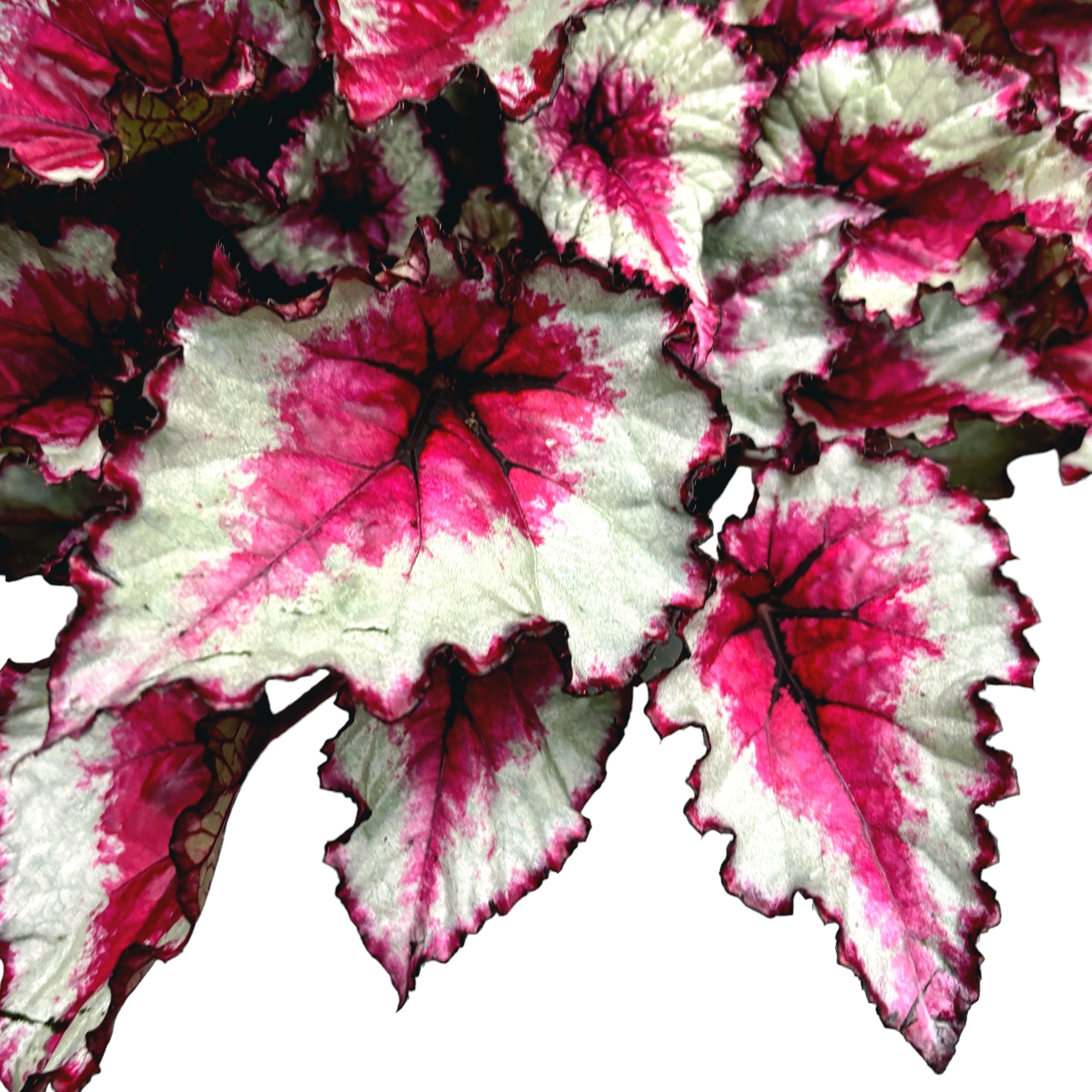 Begonia Rex ‘Caribbean Night’