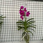 Vanda NITAYA Crystal Pink (Ansu)
