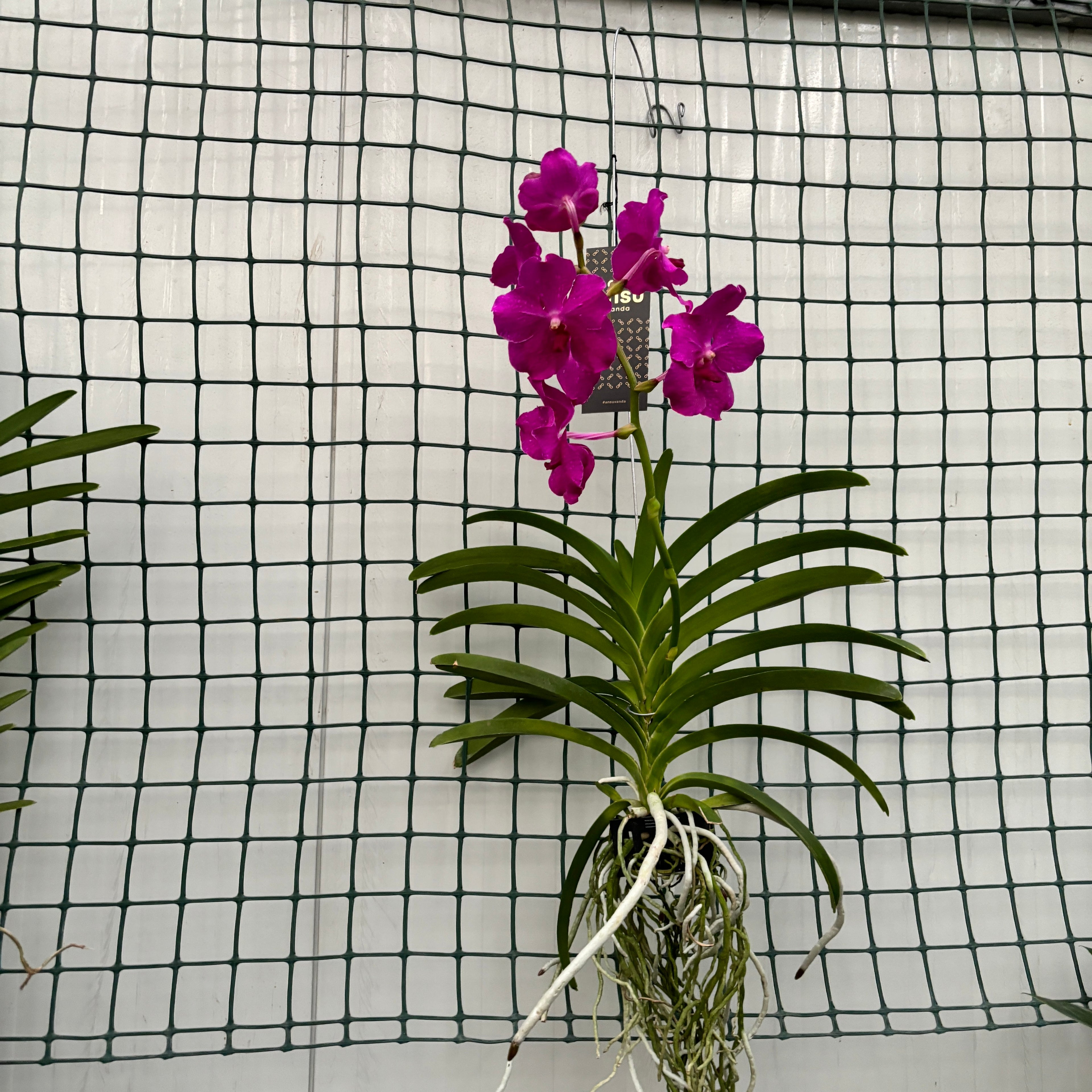 Vanda NITAYA Crystal Pink (Ansu)