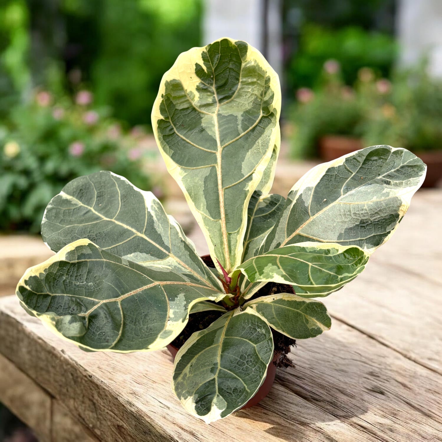 Ficus lyrata ‘Variegata’ - ficus rar cu frunze mari si variegatie spectaculoasa