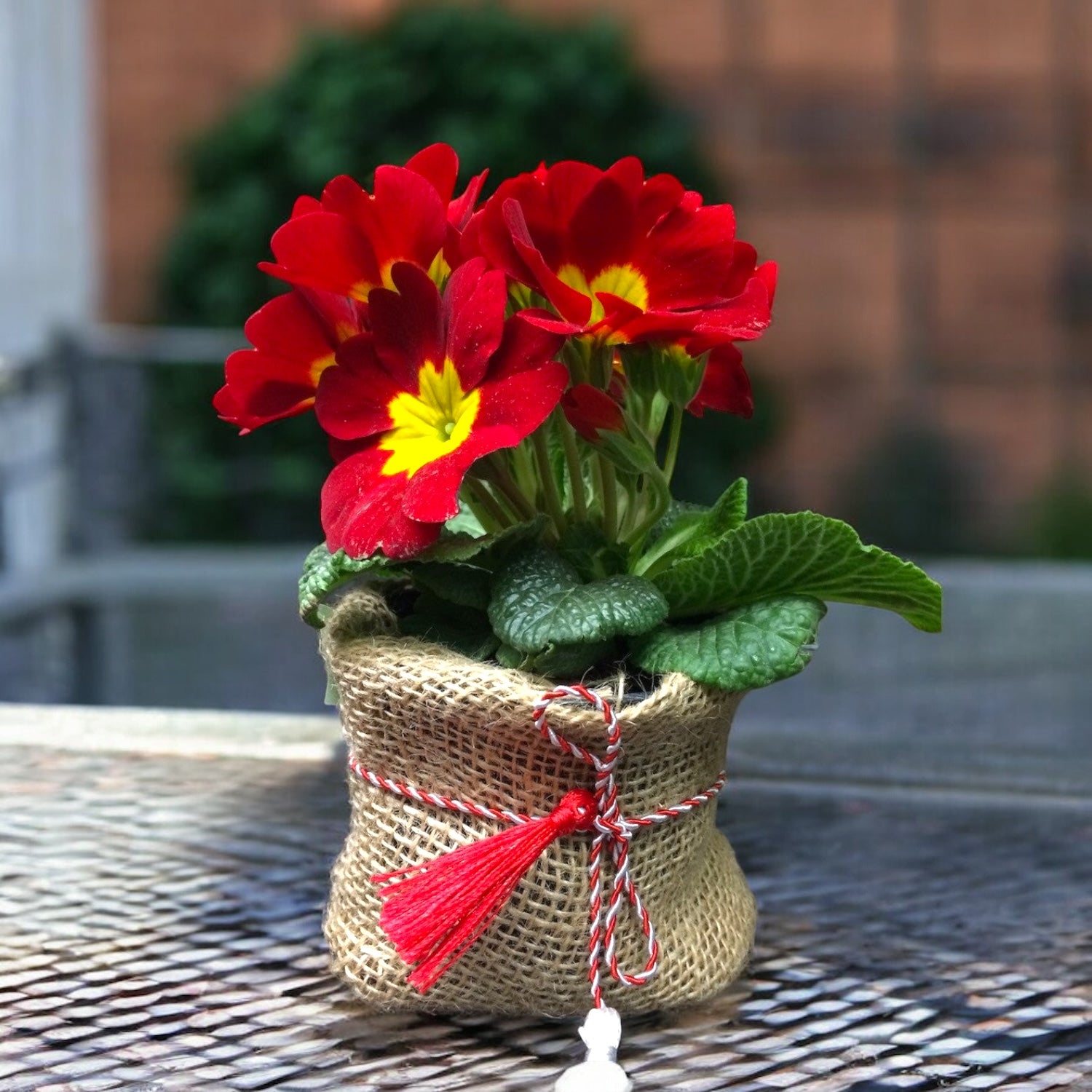 Primel in Jutesack mit angebrachtem Martisor-Faden