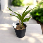 Cycnodes Taiwan Black Pearl - flori negre parfumate