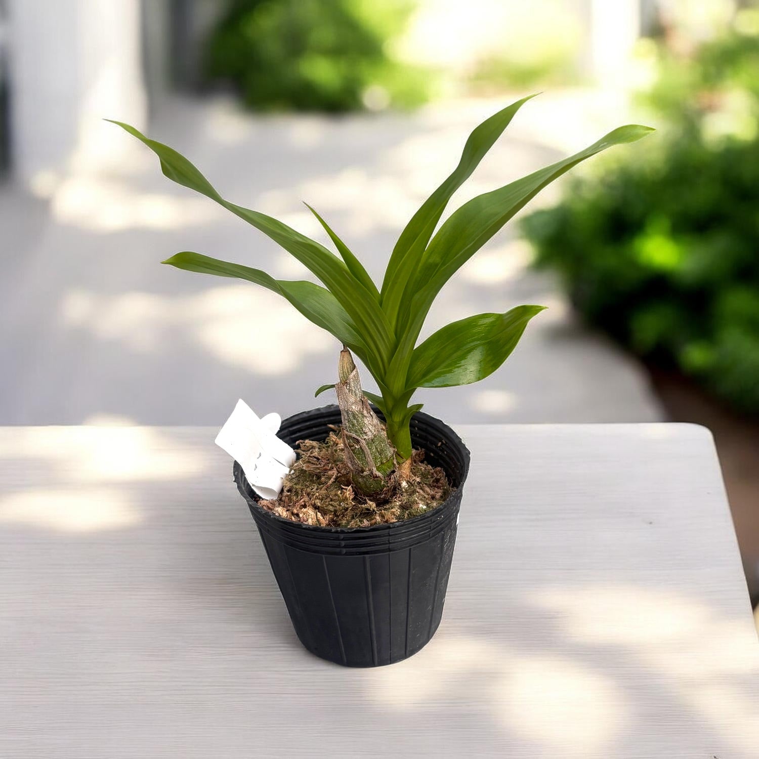 Cycnodes Taiwan Black Pearl - flori negre parfumate