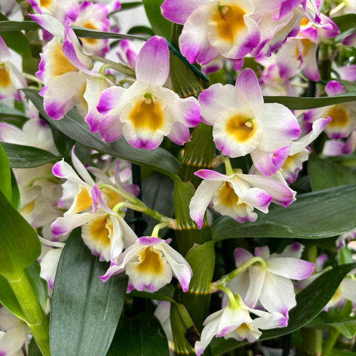 Dendrobium 'Bright Eye'