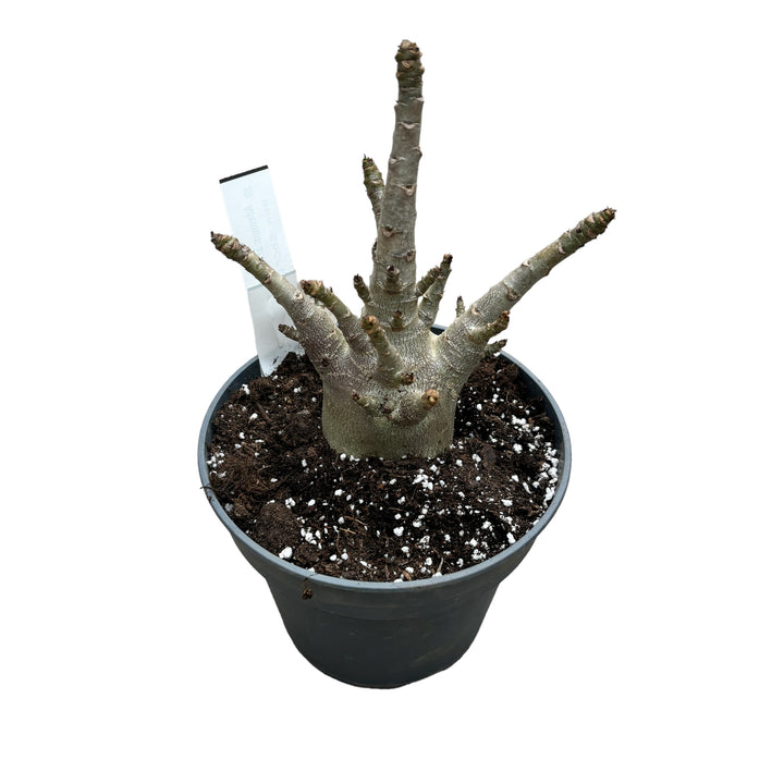 Adenium arabicum 'Baobab' D15