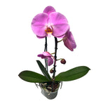 Phalaenopsis Pink Peace (flori XL)