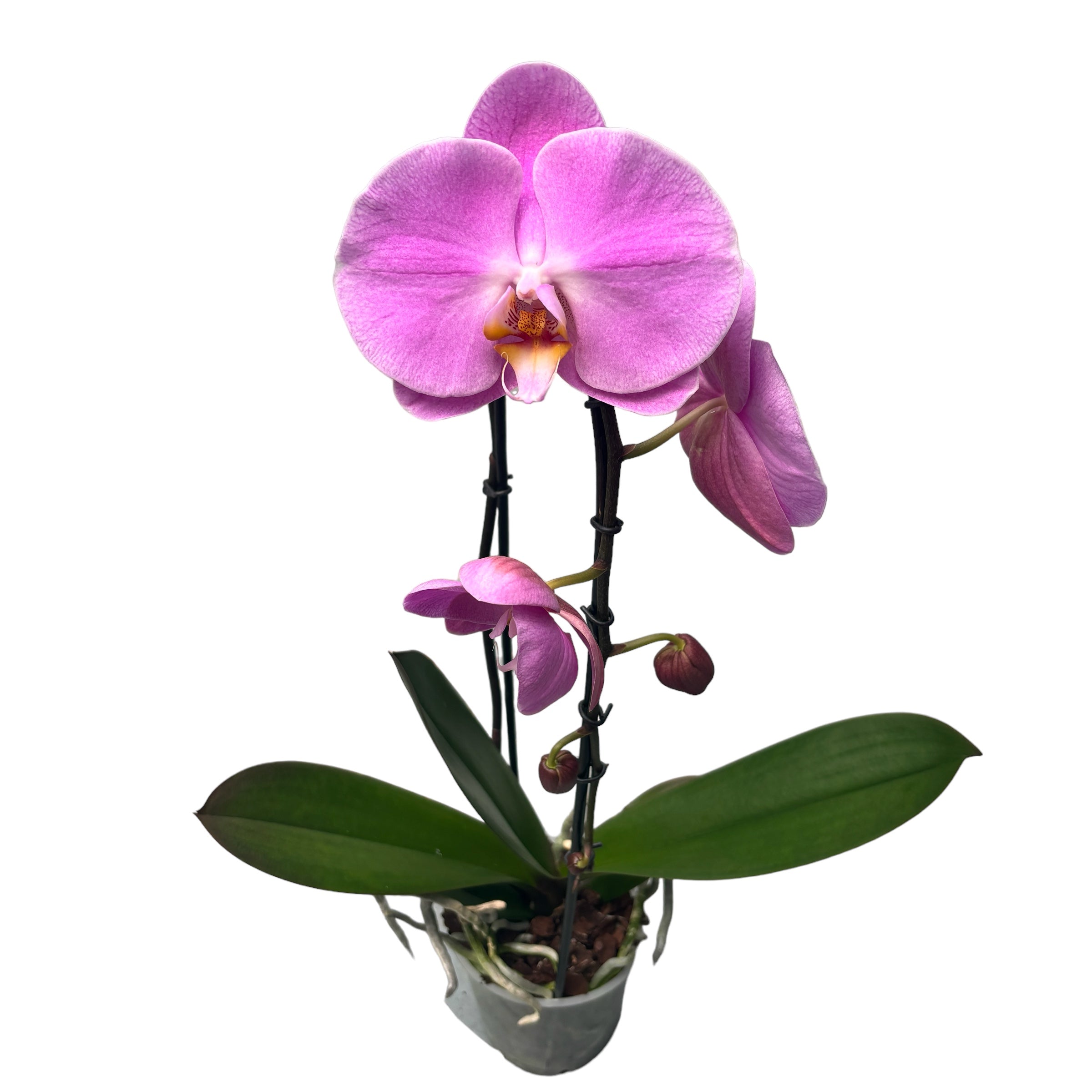 Phalaenopsis Pink Peace (XL-Blüten)