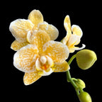 Phalaenopsis Yaphon Leopardo Dorado 'AN6609'