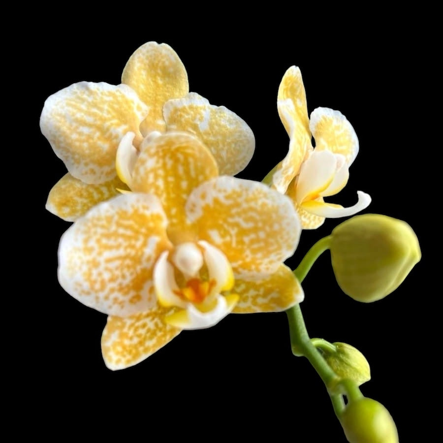 Phalaenopsis Yaphon Golden Leopard 'AN6609'