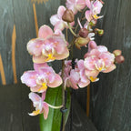 Phalaenopsis Aromio Oriental profumata e pelorica (Farfalla)