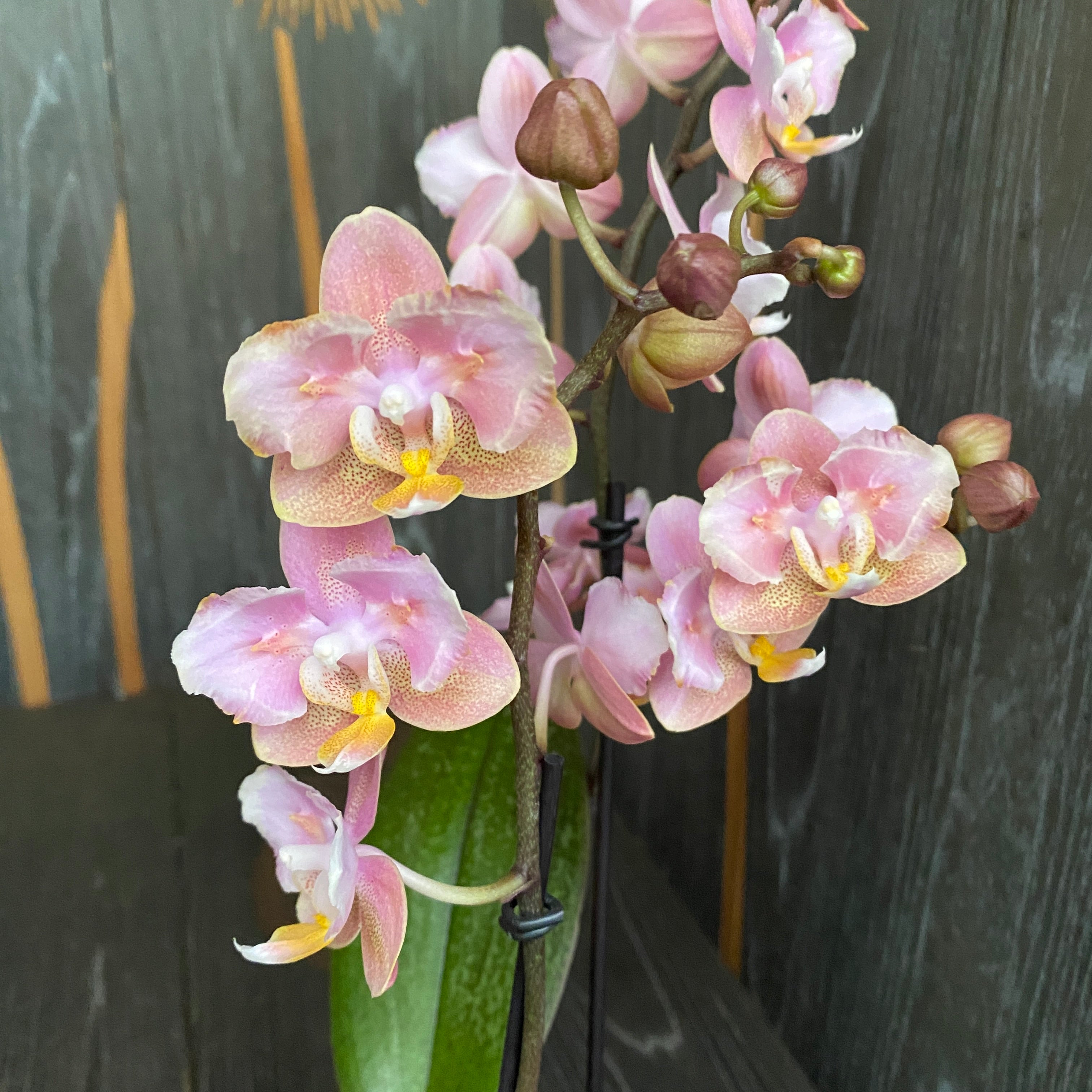 Phalaenopsis Aromio Oriental profumata e pelorica (Farfalla)