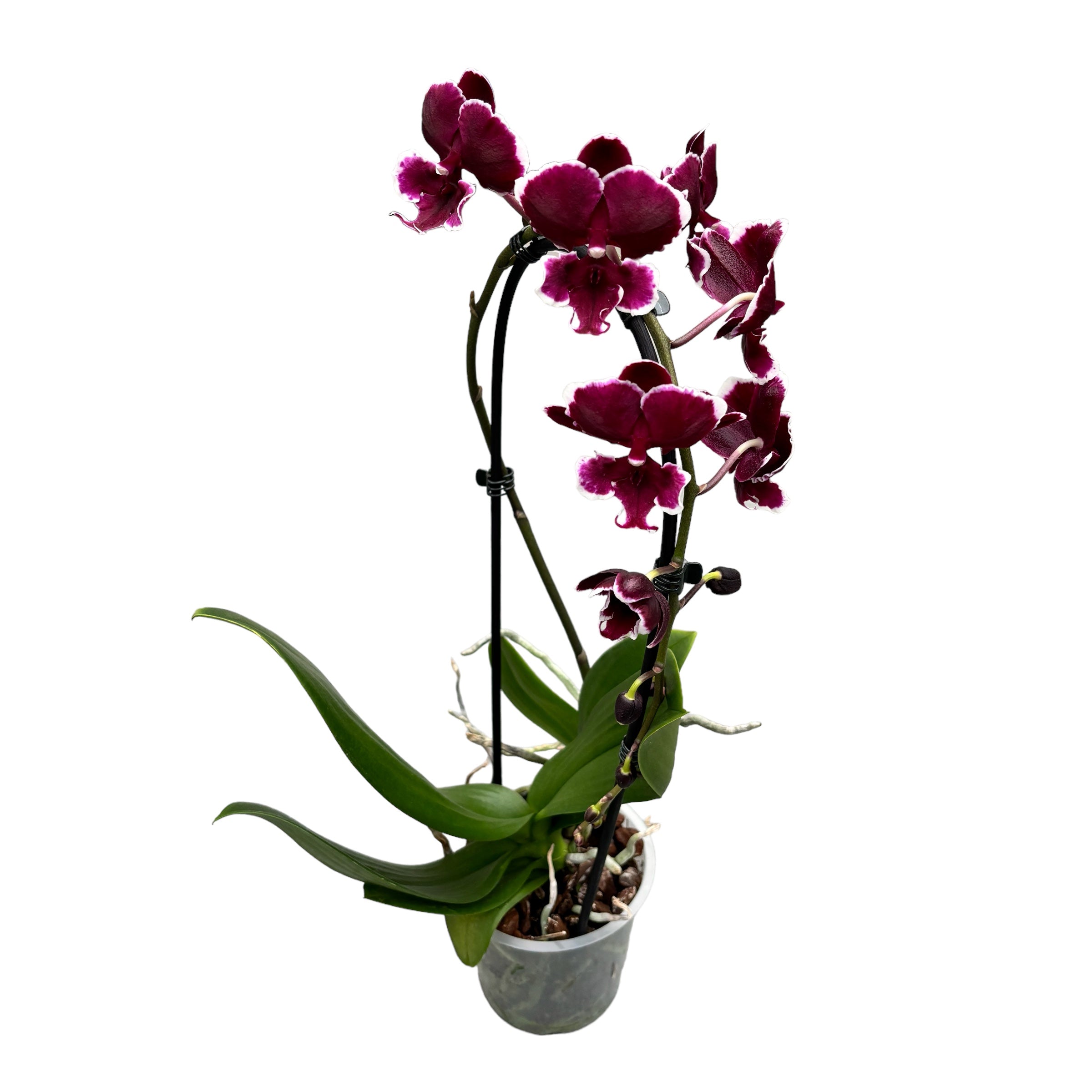 Phalaenopsis New Pearl (velký pysk)