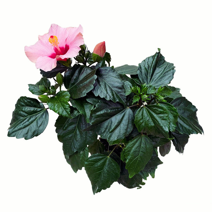 Hibiscus 'Adonicus Rosa'